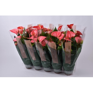 Anthurium gemengd rood/roze  XL Flowers