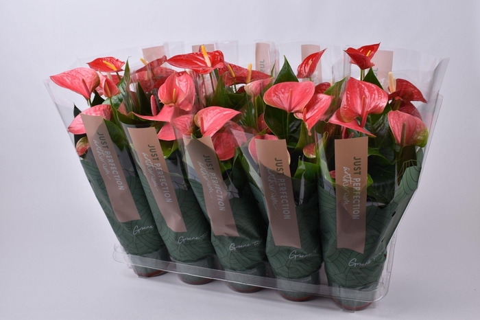 <h4>Anthurium gemengd rood/roze "Just Perfection"(XL Flowers)</h4>