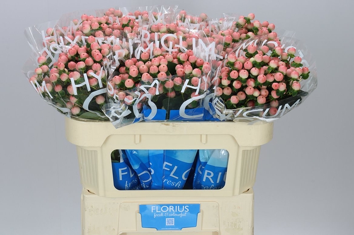 <h4>Hyp Coco Tiamo</h4>