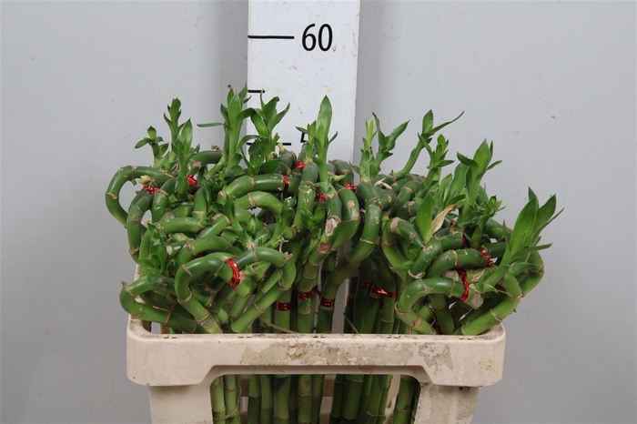 <h4>Drac Lucky Bamboo 050cm</h4>