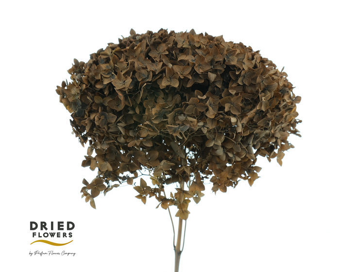 <h4>Dried Bleached Hydrangea Anna Vintage Brown</h4>