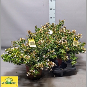 ABEL GRANDIFLORA