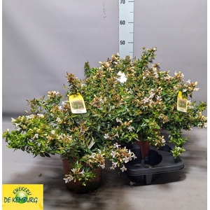 ABEL GRANDIFLORA