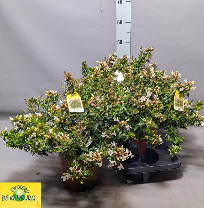<h4>ABEL GRANDIFLORA</h4>