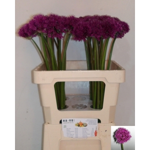 ALLIUM PURPLE SENS