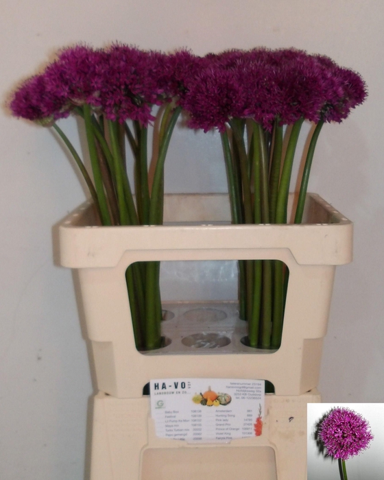 <h4>ALLIUM PURPLE SENS</h4>