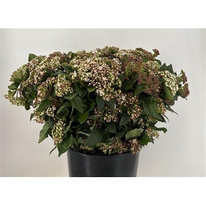 Viburnum Macro Flow Wit