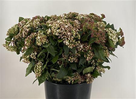 <h4>Viburnum Macro Flow Wit</h4>