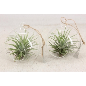 arr3 CP - Mini glas bol x6