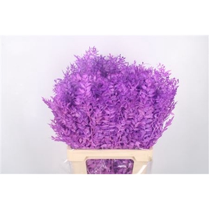 Ruscus. Lavendel Per Stem