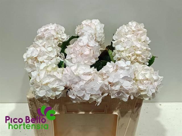 <h4>HYDR M CH SW VERENA</h4>