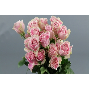 Rosa ec rosita vendela