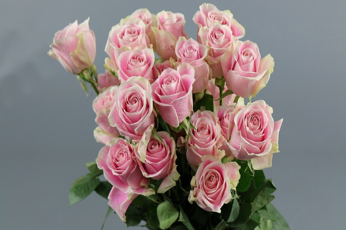 <h4>Rosa ec rosita vendela</h4>