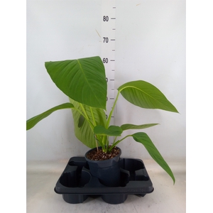 Monstera   ...