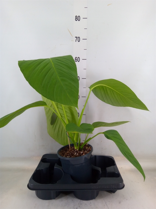 <h4>Monstera   ...</h4>