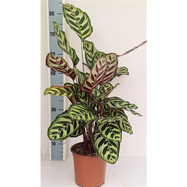 <h4>Calathea makoyana</h4>