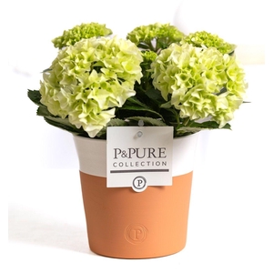 Hydrangea white in P&PURE Terra Cotta 4 white