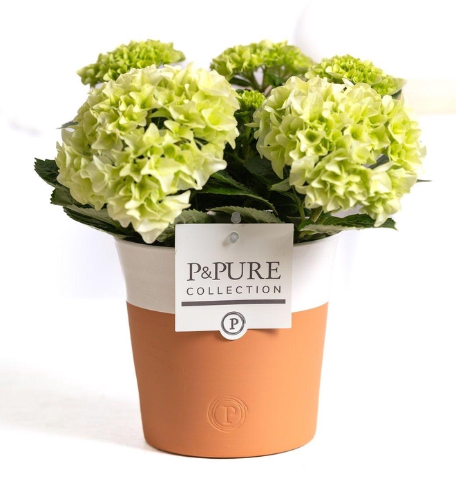 <h4>Hydrangea white in P&PURE Terra Cotta 4 white</h4>