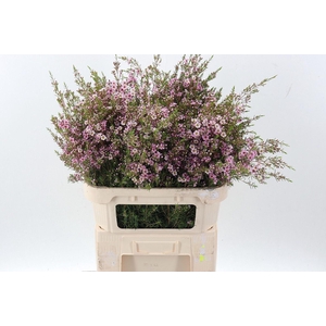 CHAMELAUCIUM UNCI. 'PINK SHINE'