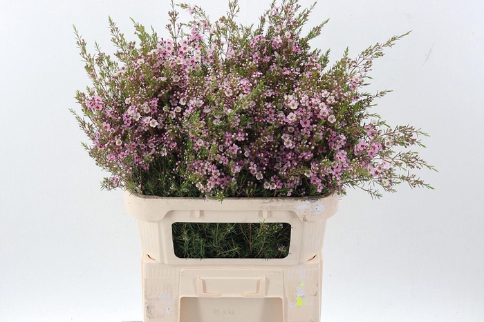 <h4>CHAMELAUCIUM UNCI. 'PINK SHINE'</h4>