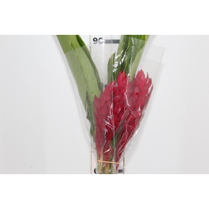 ALPINIA PURPURATA VERMELHA