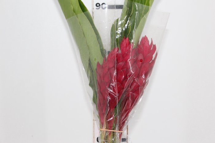 ALPINIA PURPURATA VERMELHA