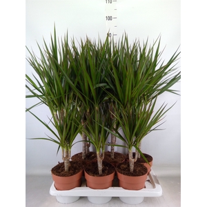 Dracaena marg.