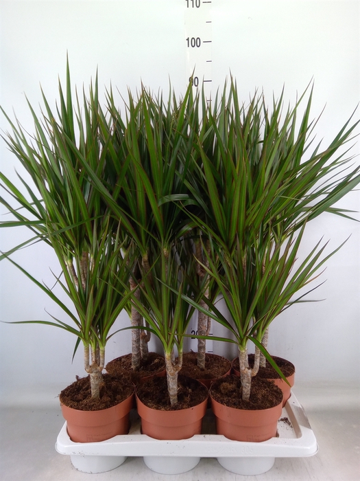 <h4>Dracaena marg.</h4>