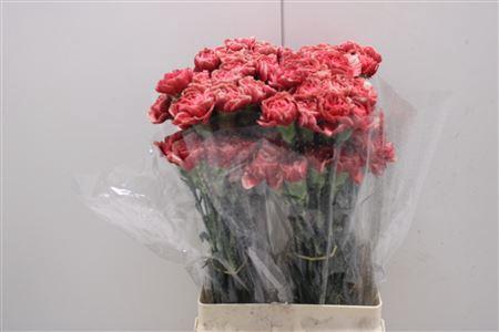 <h4>Di St Fabulous</h4>