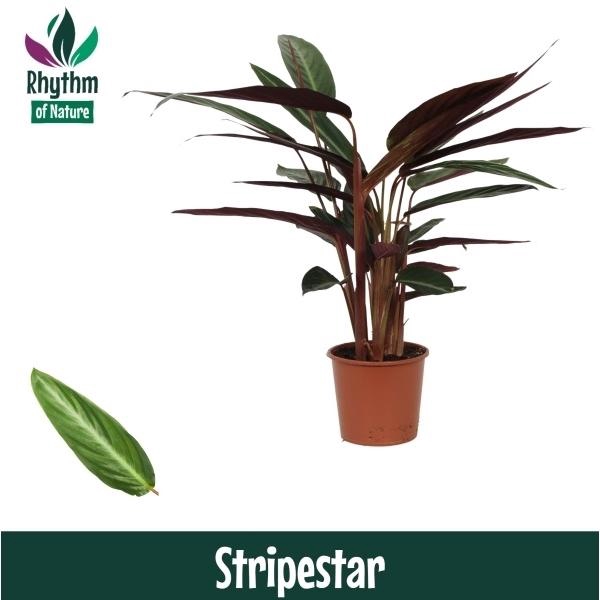 <h4>Stromanthe sanguinea 'Stripestar'</h4>