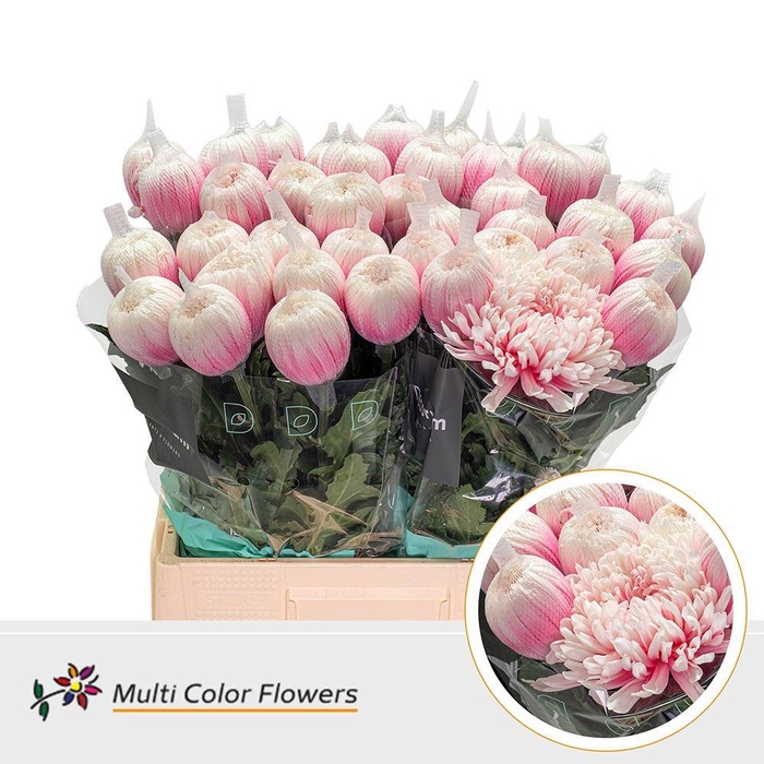 <h4>Chrysanthemum PL 'Antonov'  .col H%</h4>