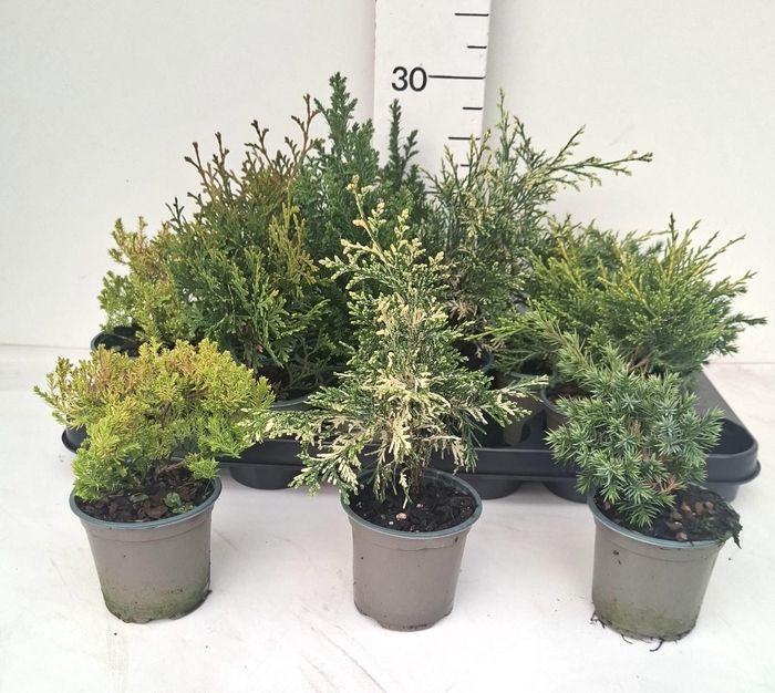 <h4>CONIFEREN OV</h4>