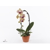 ShapeZ - Phalaenopsis PalmZ Mix 2t 14+/50