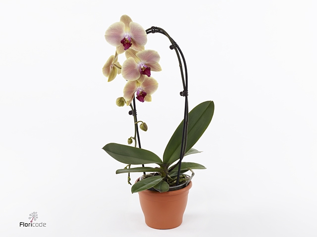ShapeZ - Phalaenopsis PalmZ Mix 2t 14+/50