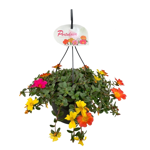 <h4>Portulaca Carnaval</h4>