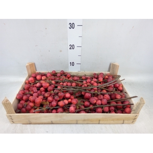 Malus   .../stuk