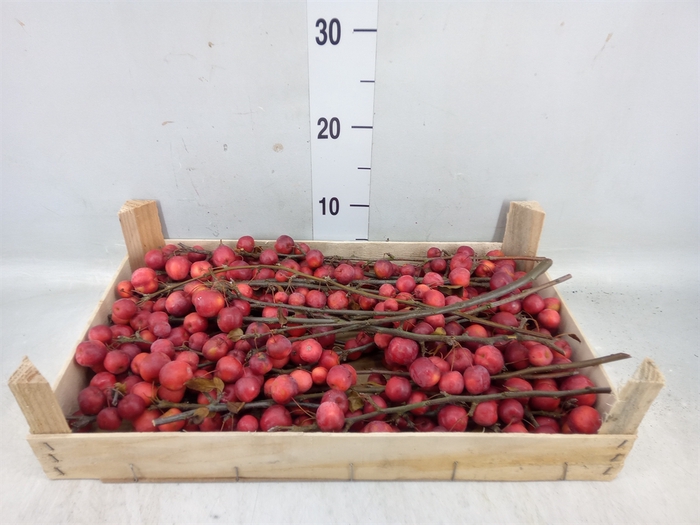 <h4>Malus   .../stuk</h4>