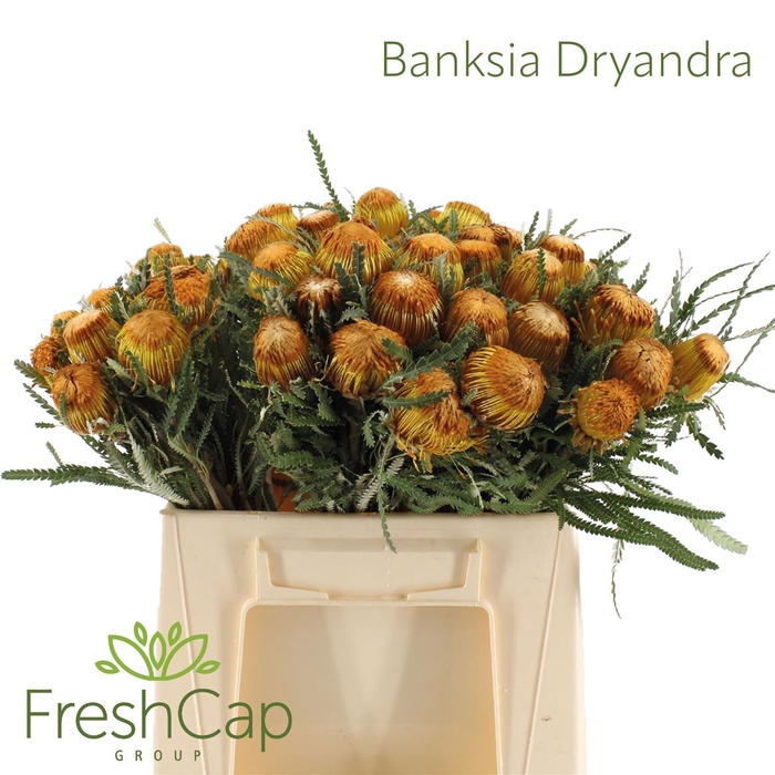 <h4>Banksia Dryandra</h4>