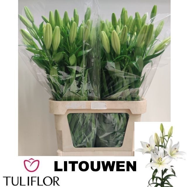 <h4>Li La Litouwen</h4>