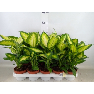 Dieffenbachia  'Camilla'