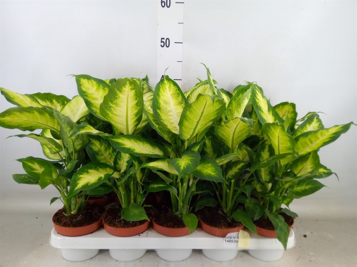 <h4>Dieffenbachia  'Camilla'</h4>