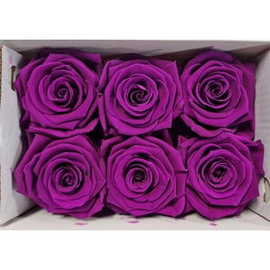 Ro Pres Classic Lila