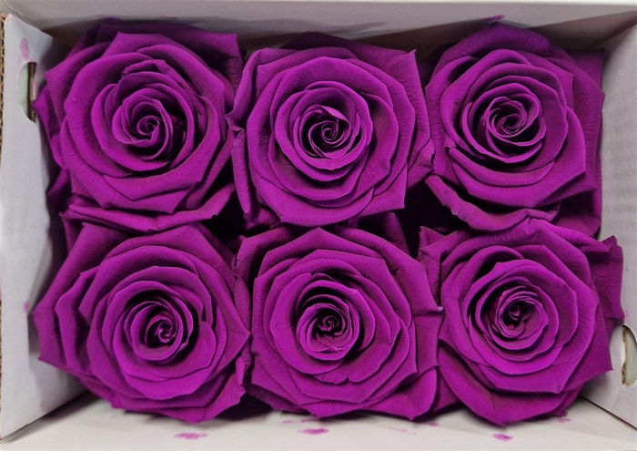 <h4>Ro Pres Classic Lila</h4>