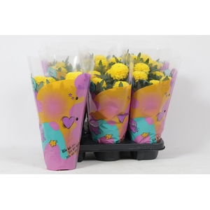 CHRYS FP ABBEY YELLO