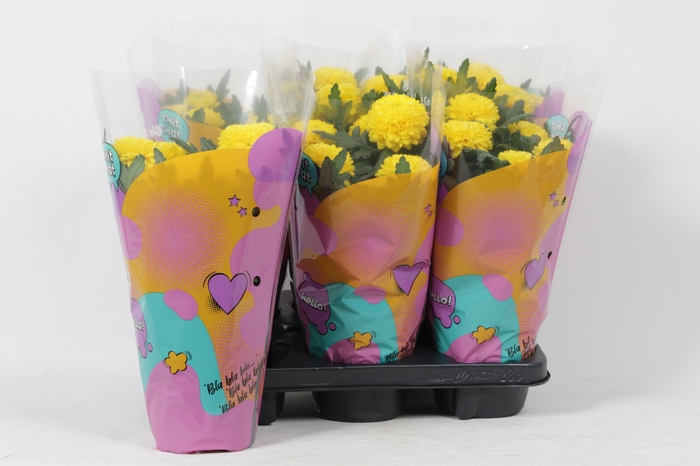 <h4>CHRYS FP ABBEY YELLO</h4>