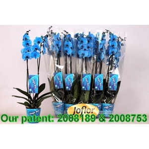 Phalaenopsis Royal Blue 12Ø 75cm 2st 18fl