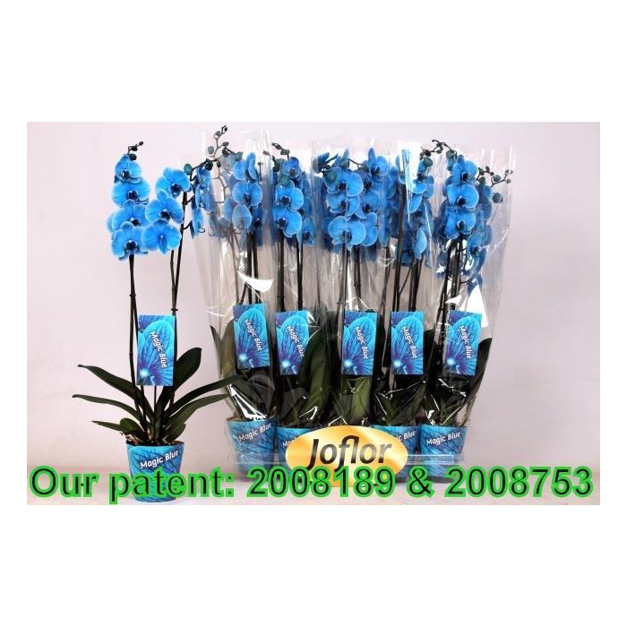 <h4>Phalaenopsis Royal Blue 12Ø 75cm 2st 16fl</h4>