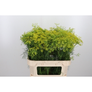 Anethum Graveolens