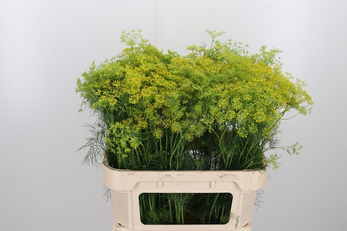 <h4>Anethum Graveolens</h4>