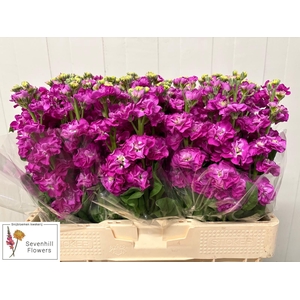 MATTH STOX DEEP ROSE